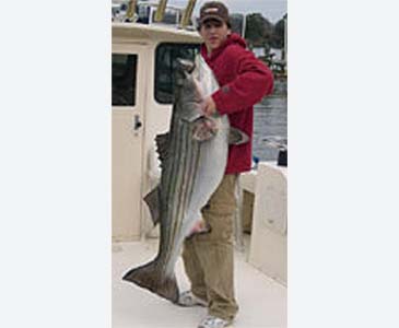 2921_Maryland DNR_Striped Bass_Morone saxatilis.jpg